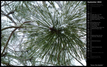 Snowy Pine Needles