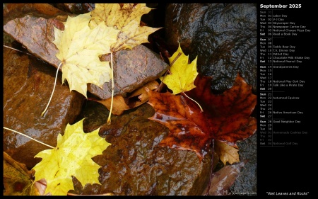 Wet Leaves and Rocks