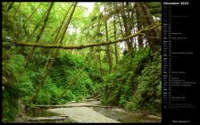 Fern Canyon I