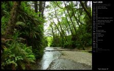 Fern Canyon II