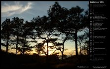 Torrey Pine Sunset II