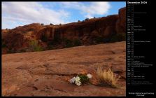 Arches Slickrock and Evening Primrose