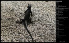 Black Lizard