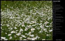 Field of Daisies