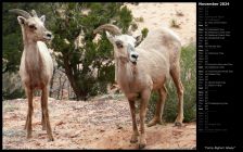 Funny Bighorn Sheep