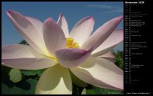 Lotus Flower and Blue Sky I