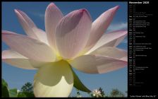 Lotus Flower and Blue Sky II