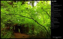 Maple Trees in Redwood Forest