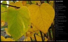 Pair of Fall Redbud Leaves