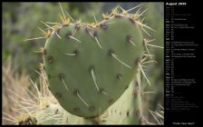 Prickly Pear Heart