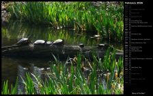 Row of Turtles