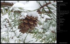 Snowy Pine Cone I