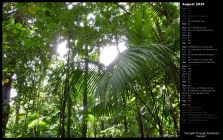 Sunlight Through Rainforest Canopy