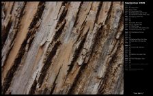 Tree Bark I