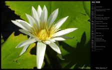 White Waterlily II