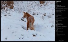 Winter Fox