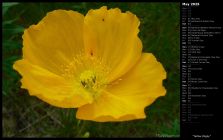 Yellow Poppy