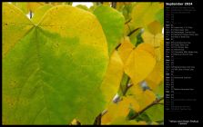 Yellow and Green Redbud Leaves