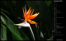 Bird of Paradise