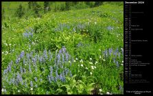 Field of Wildflowers at Mount Rainier