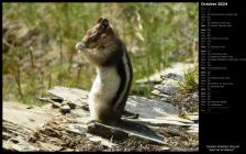 Golden-Mantled Ground Squirrel at Glacier