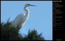 Great Egret