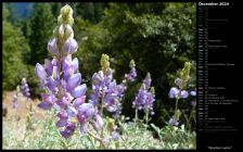 Mountain Lupins