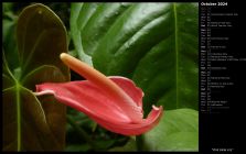 Pink Calla Lily