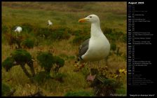 Seagulls on Anacapa Island