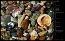 Shells, Rocks and Coral