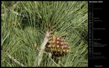 Torrey Pine