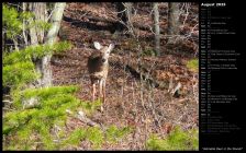 Adorable Deer in the Woods