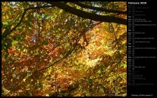 Canopy of Fall Leaves I