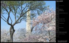 Cherry Blossoms and the Washington Monument