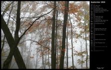 Foggy Fall