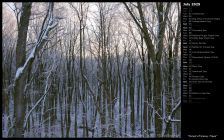 Forest of Snowy Trees