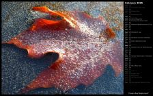 Frozen Red Maple Leaf