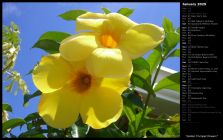 Golden Trumpet Flowers