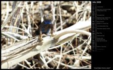 Great Basin Fence Lizard