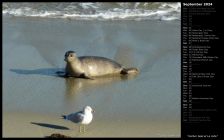 Harbor Seal at La Jolla