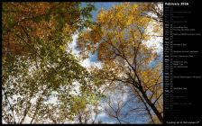 Looking Up to Fall Leaves II