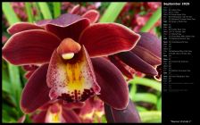 Maroon Orchids I