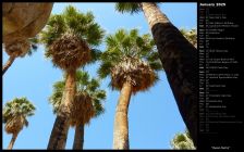 Oasis Palms