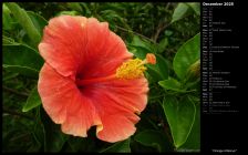 Orange Hibiscus