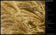 Ornamental Grasses in Fall