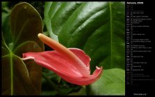 Pink Calla Lily