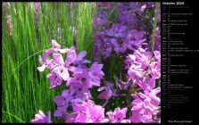 Pink Phlox and Grass