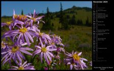 Purple Aster Flowers at Mount Rainier