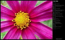 Purple Cosmos