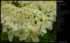 Queen Anne's Lace